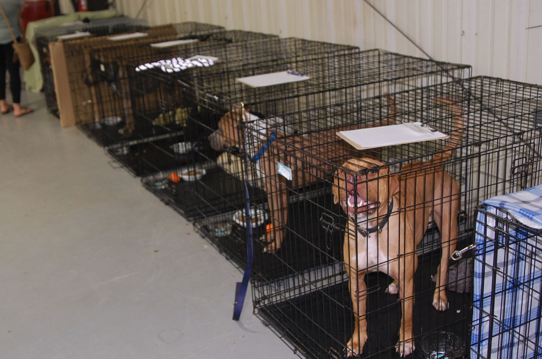 Piedmont animal rescue (3).JPG